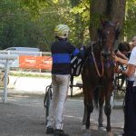 cheval vittel