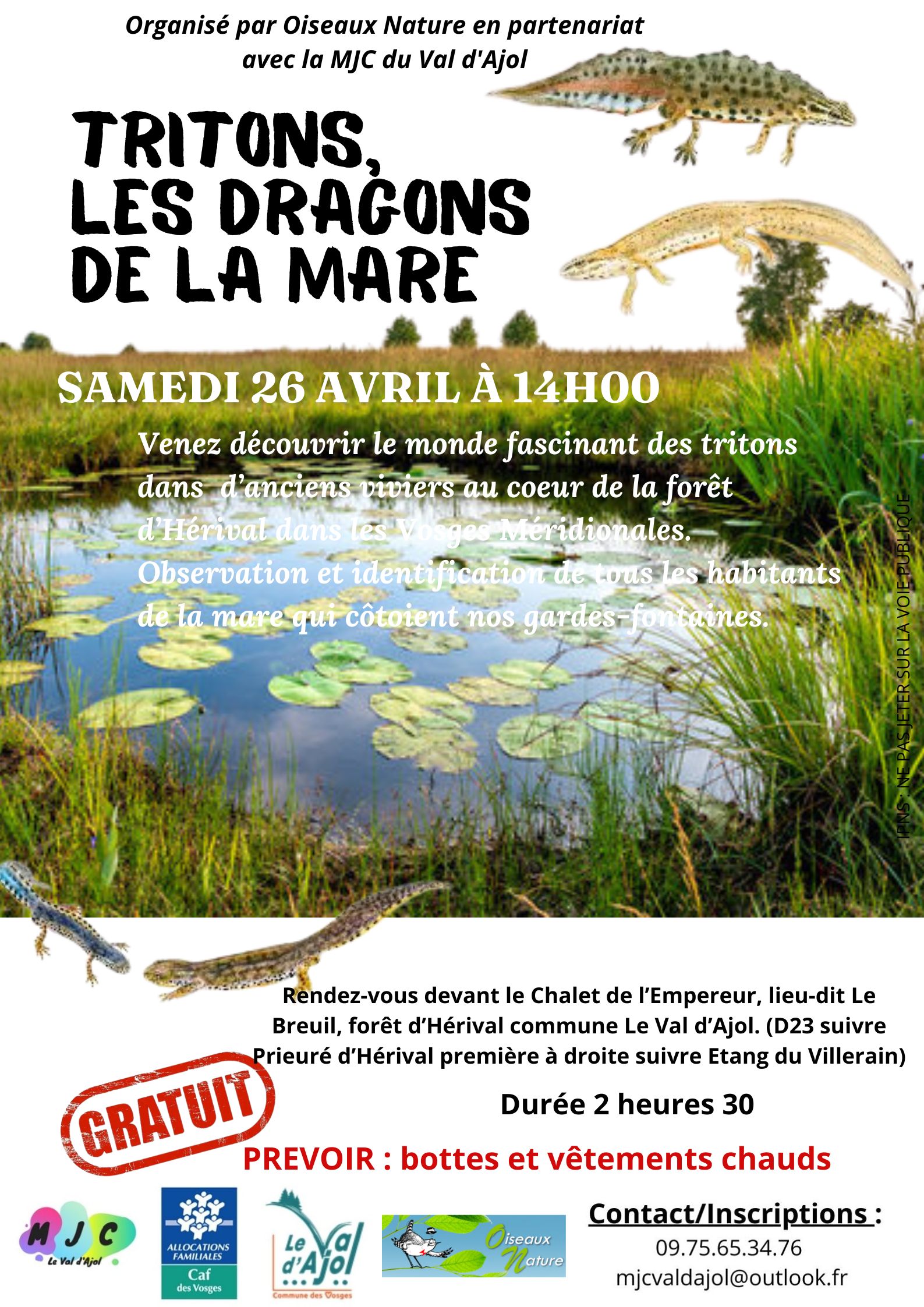 Tritons, les dragons de la mare